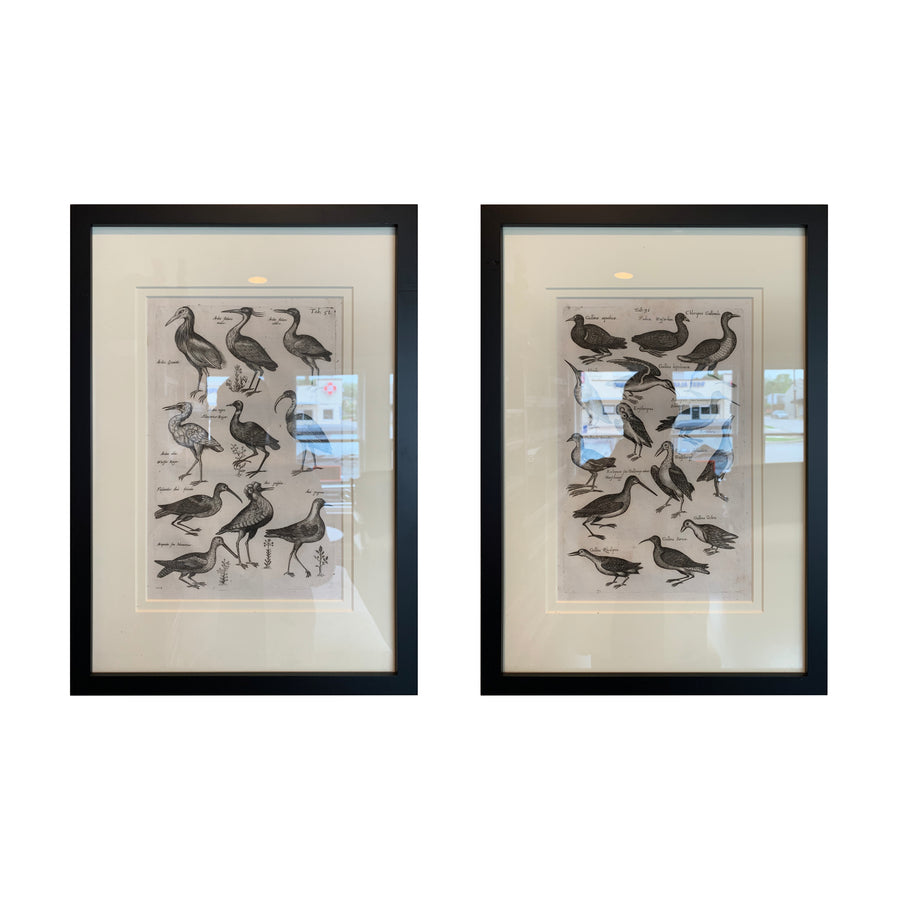 18th Century Francois Nicloas Martinet Black White Oiseaux Bird Engravings