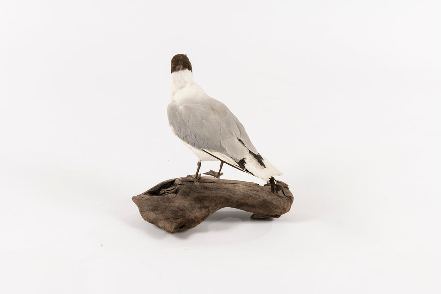 Gull Sandpiper Taxidermy On Drift Wood