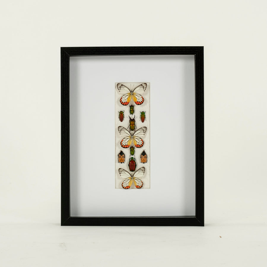Custom Framed Butterflies and Beatles