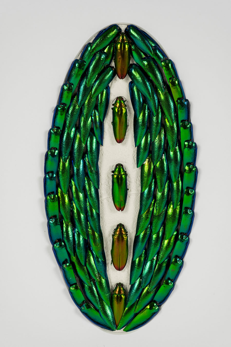 Custom Framed Emerald Jewel Beetles