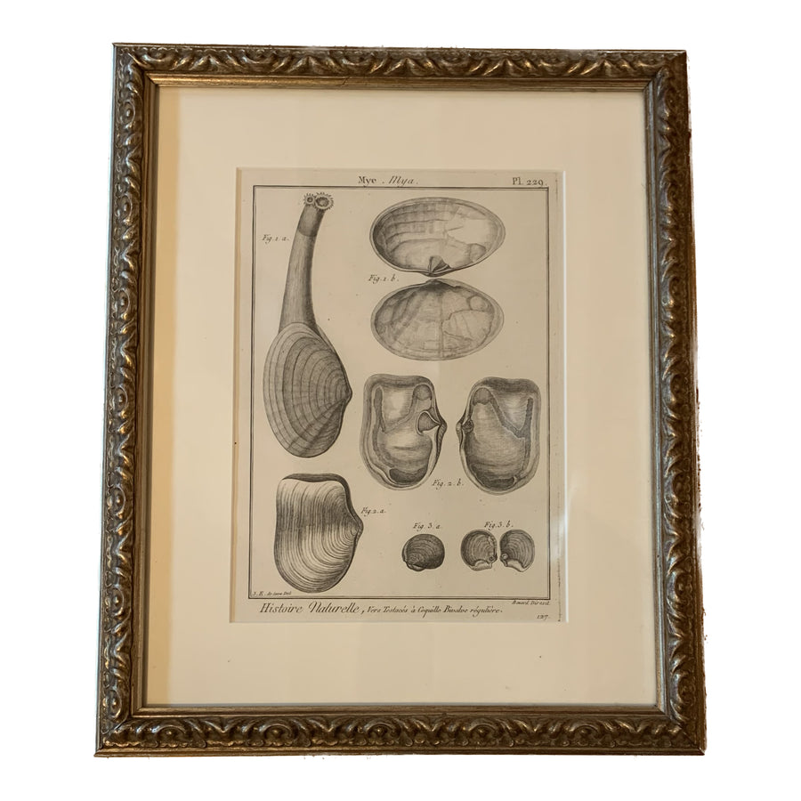 18th Century Framed Shell Engraving