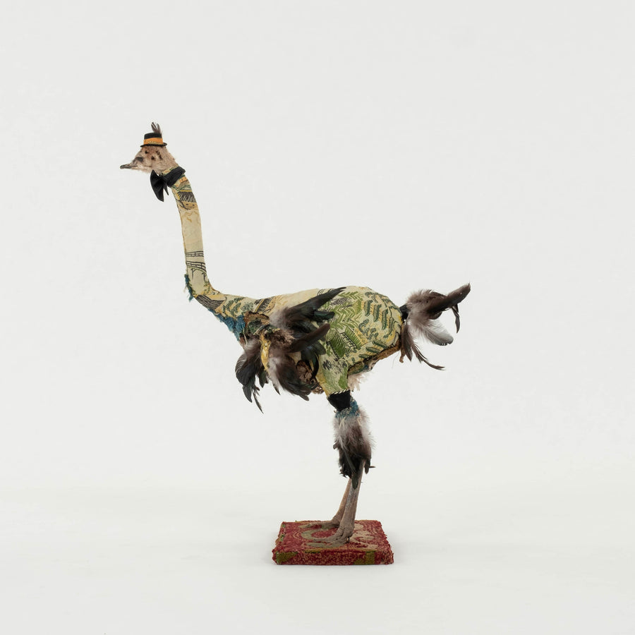Southern Beasts Ostrich Taxidermy