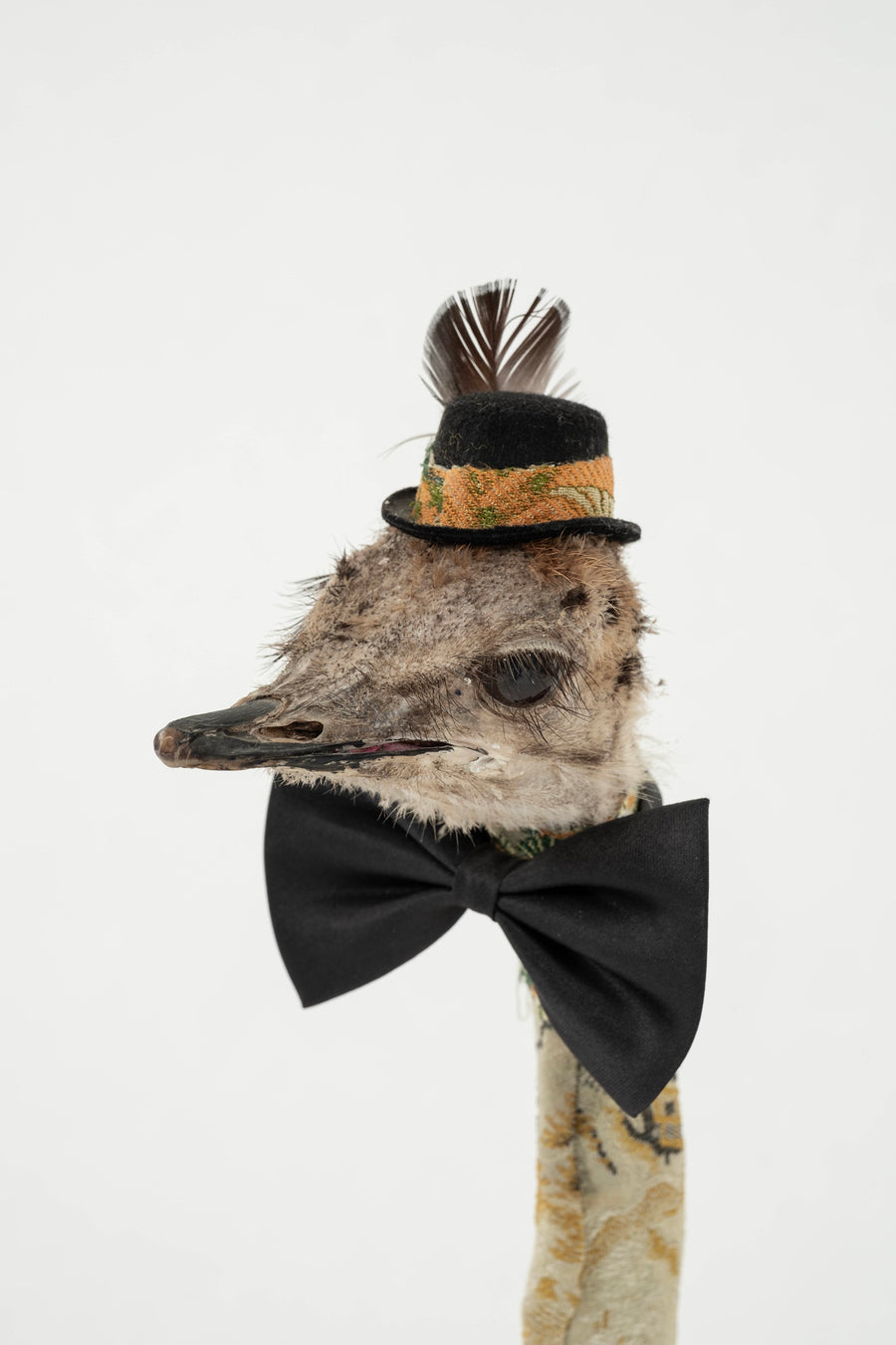Southern Beasts Ostrich Taxidermy