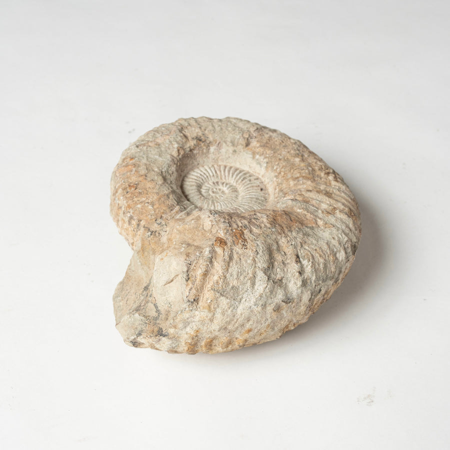 Ammonite Fossil Specimen