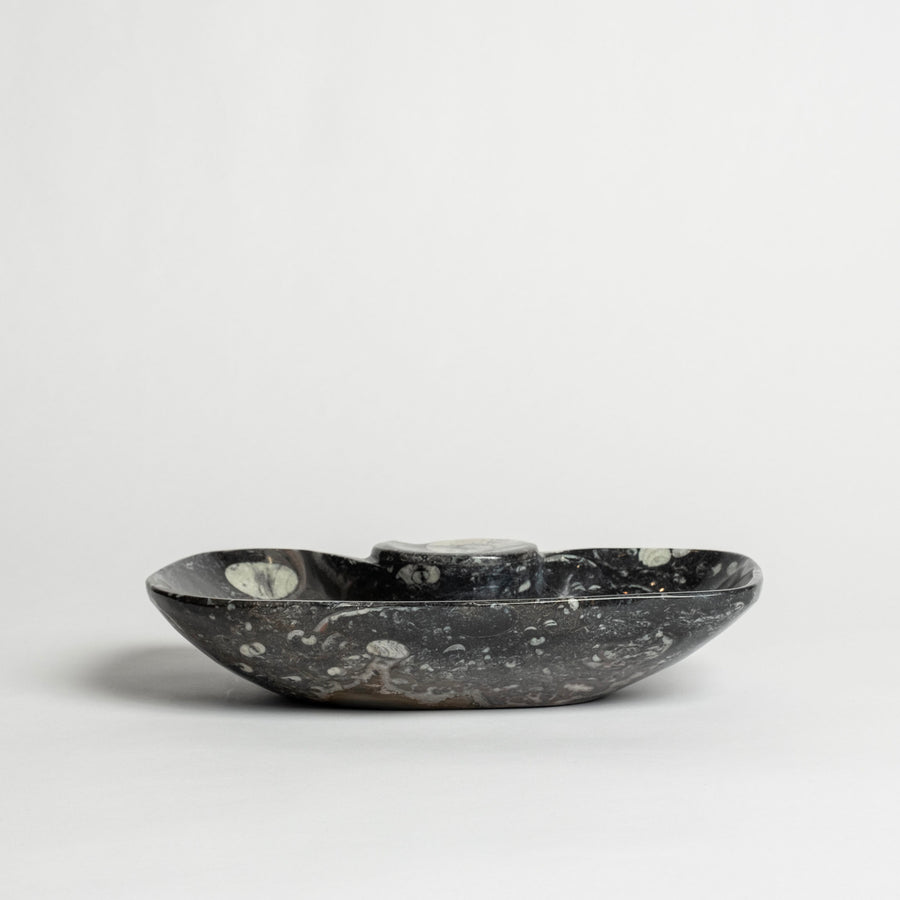 Ammonite Bowl