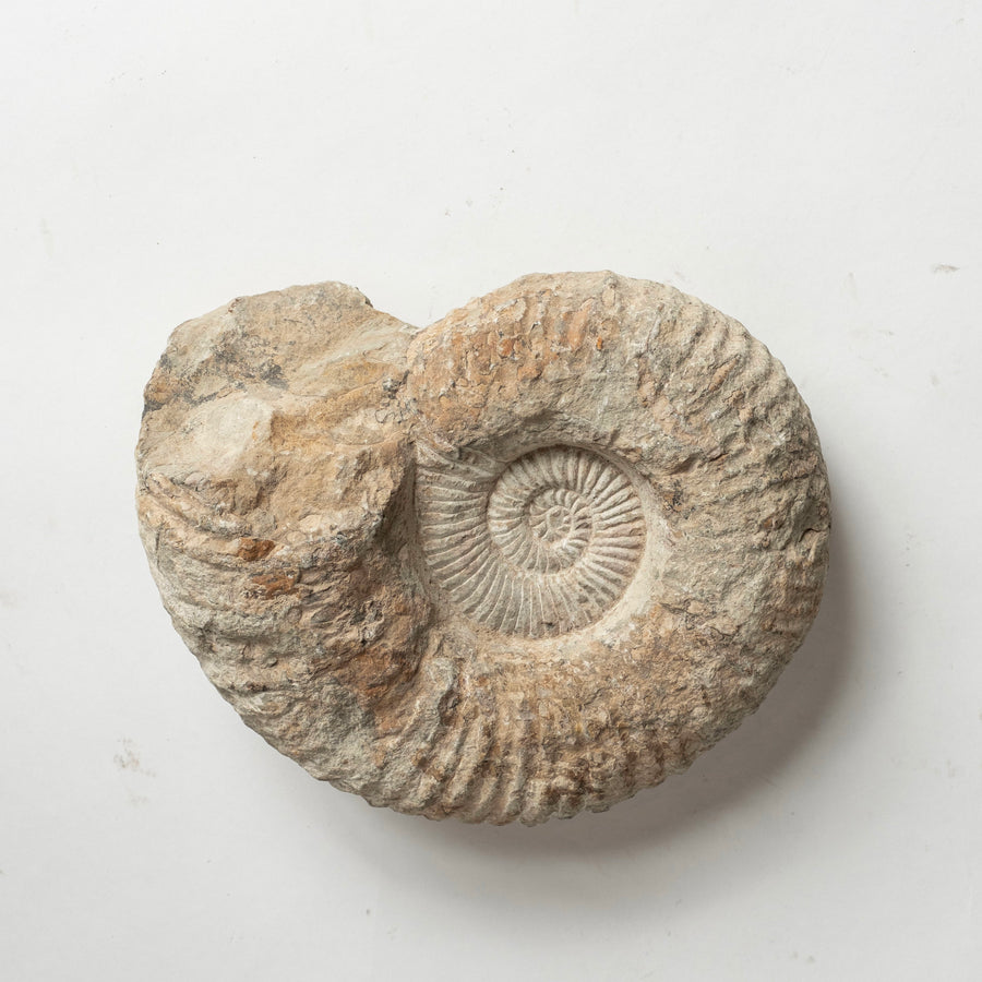 Ammonite Fossil Specimen