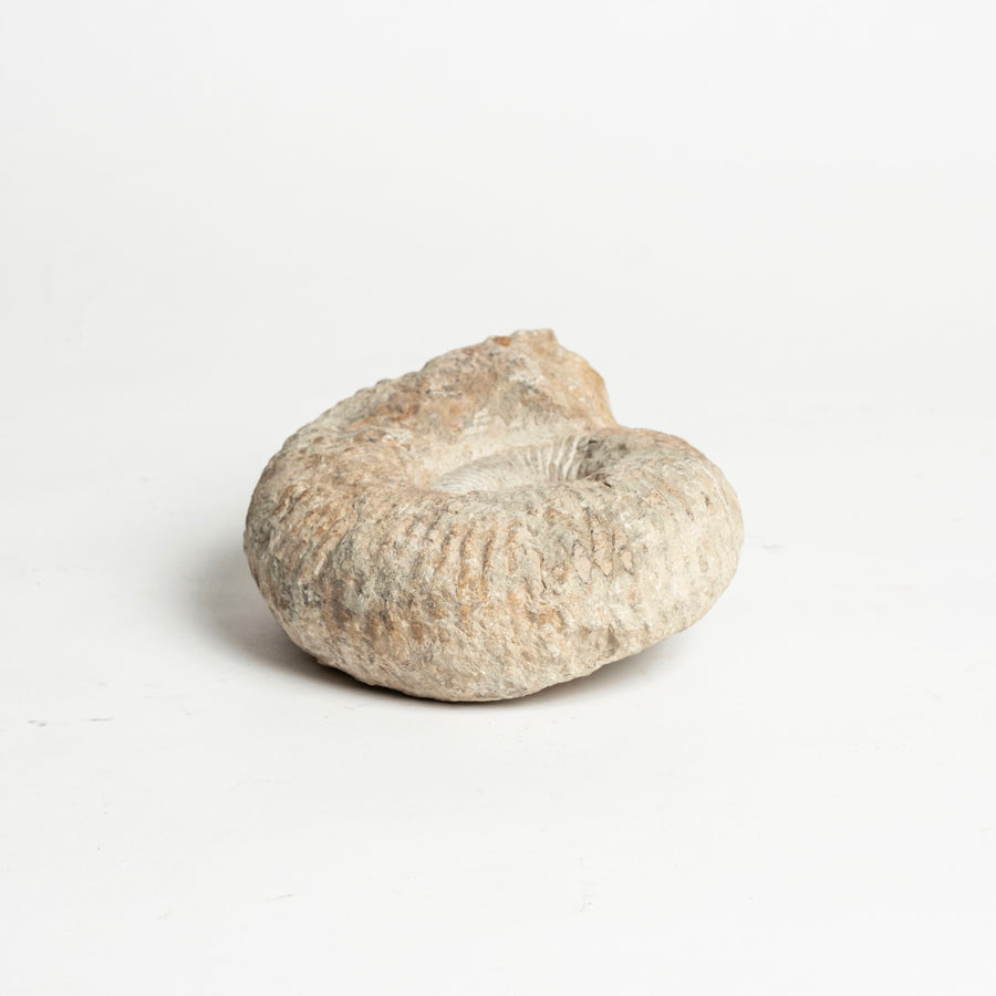 Ammonite Fossil Specimen