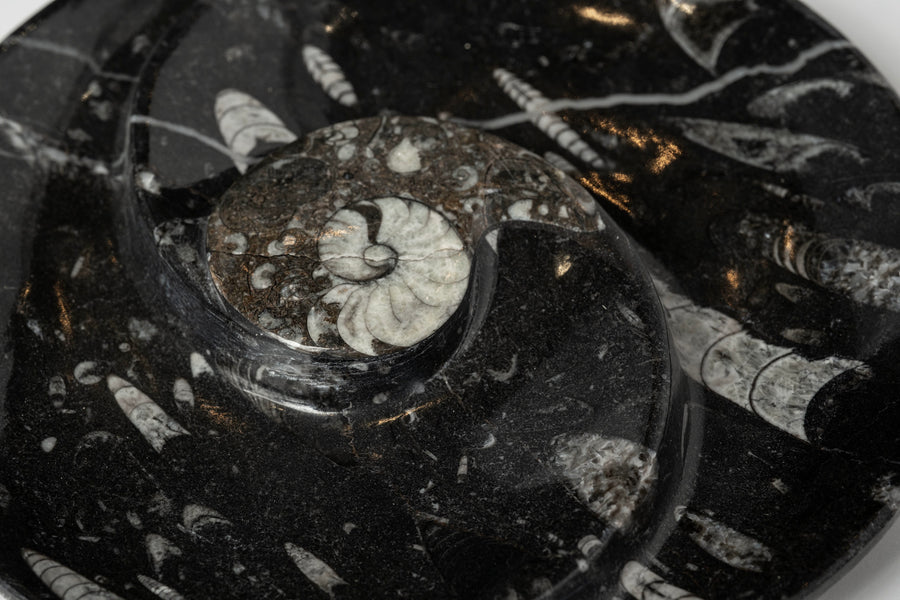 Ammonite Round Dish