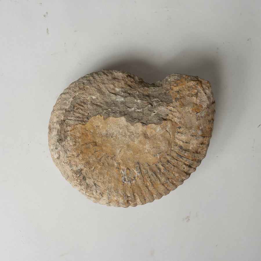 Ammonite Fossil Specimen