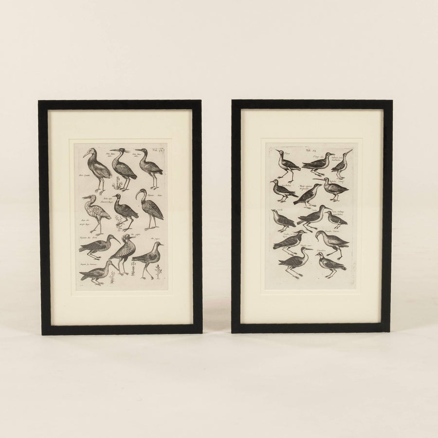 Pair 18th Century Francois Nicolas Martinet Black White Oiseaux Bird Engravings