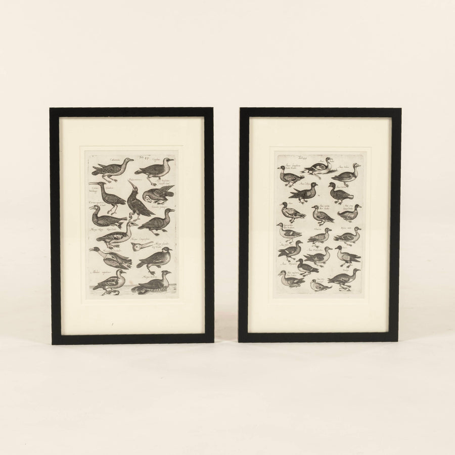 Pair 18th Century Francois Nicolas Martinet Black White Oiseaux Bird Engravings