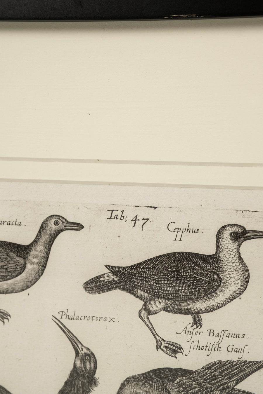 Pair 18th Century Francois Nicolas Martinet Black White Oiseaux Bird Engravings