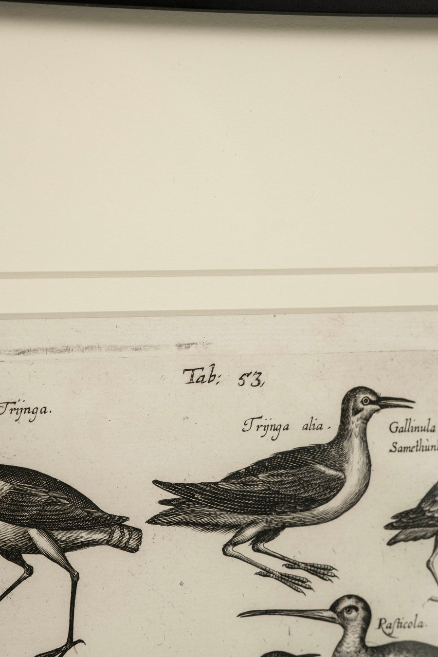 Pair 18th Century Francois Nicolas Martinet Black White Oiseaux Bird Engravings