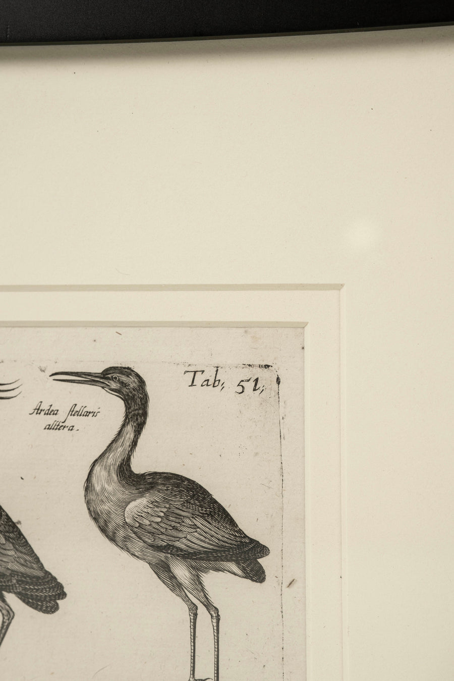 Pair 18th Century Francois Nicolas Martinet Black White Oiseaux Bird Engravings