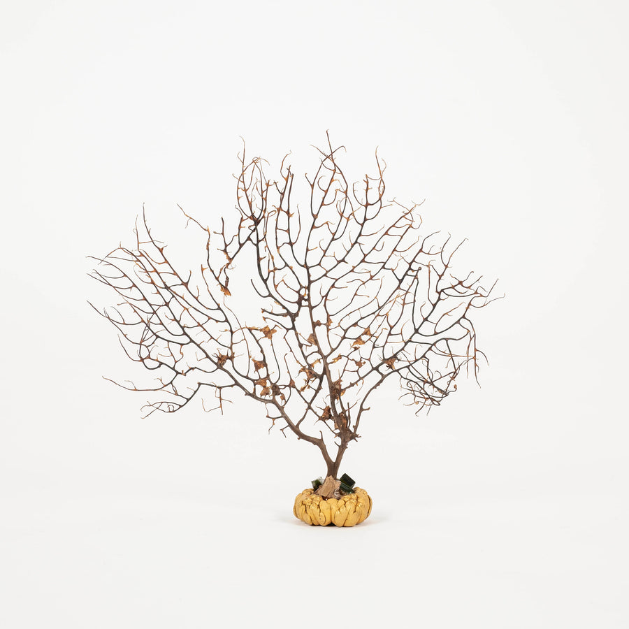 Black Coral Sea Fan Sculpture~ Napoleon III Bronze Doré Fragment