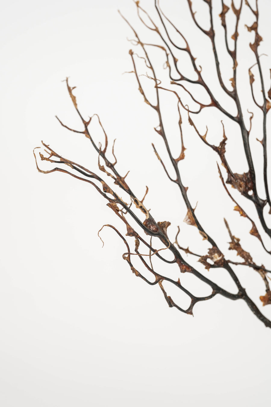 Black Coral Sea Fan Sculpture~ Napoleon III Bronze Doré Fragment