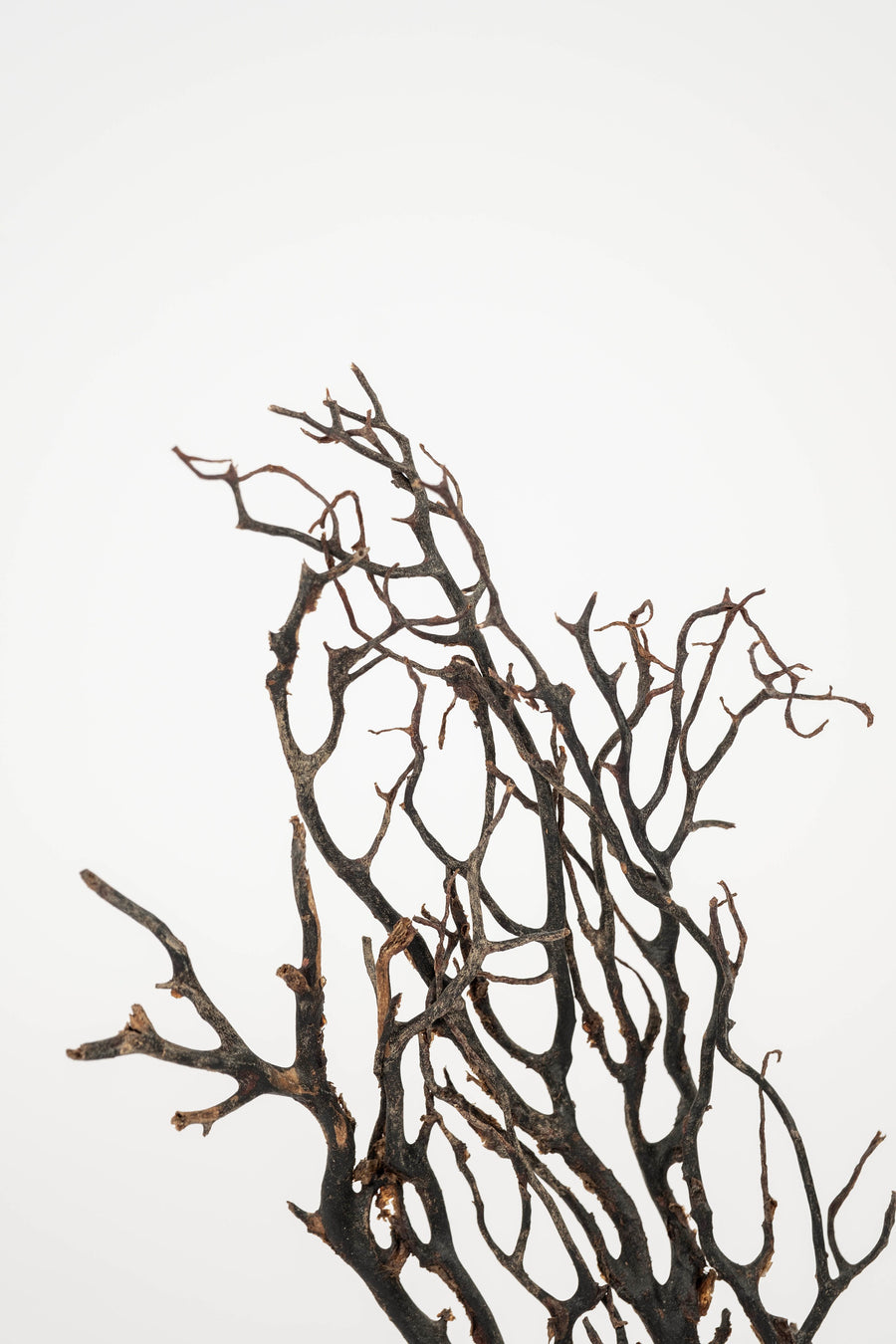 Black Coral Sea Fan Sculpture~ Bronze Doré Fragment