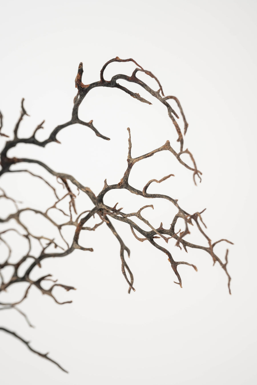 Black Coral Sea Fan Sculpture~ Napoleon III Bronze Doré Fragment