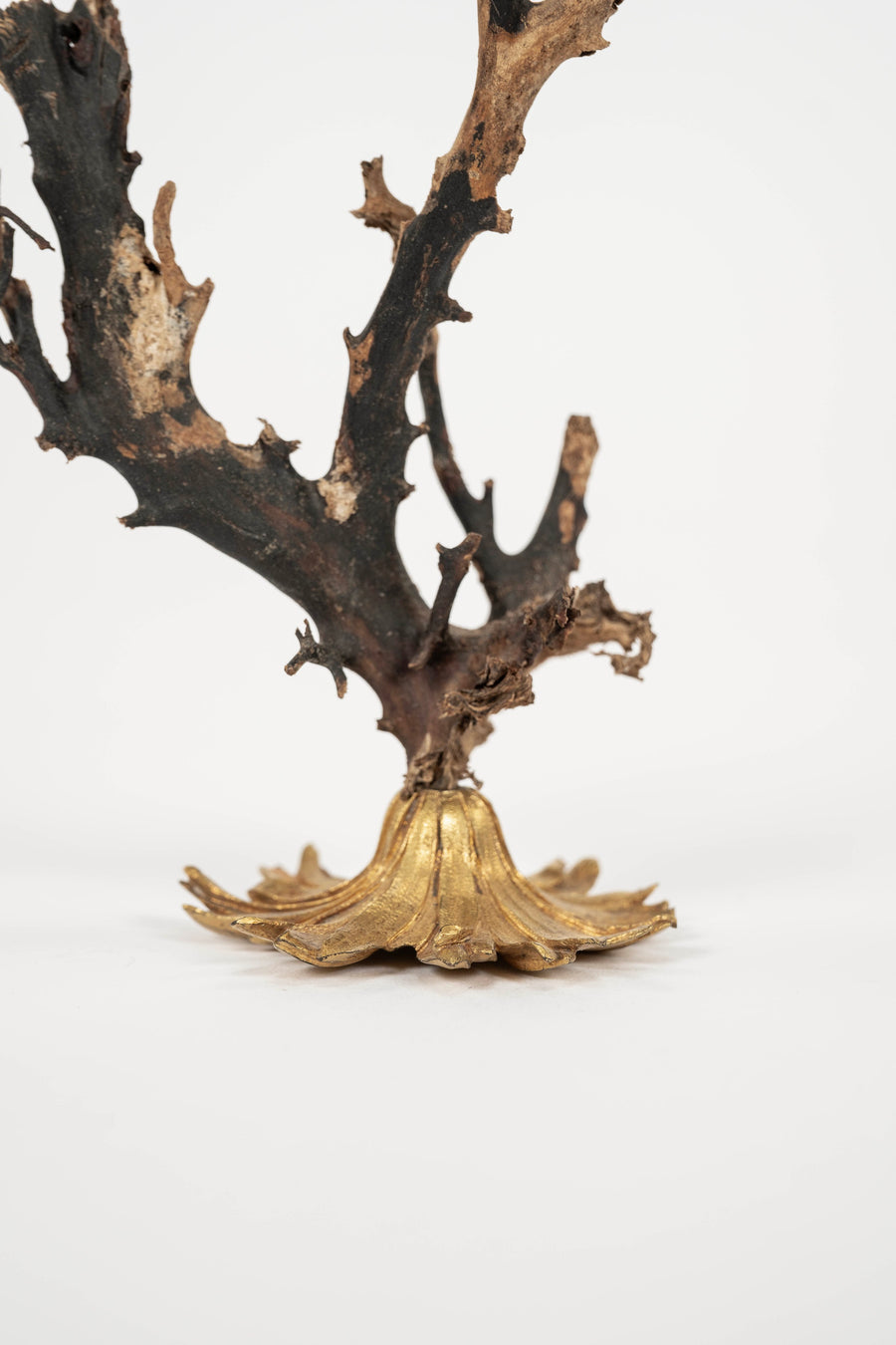 Black Coral Sea Fan Sculpture~ Napoleon III Bronze Doré Fragment