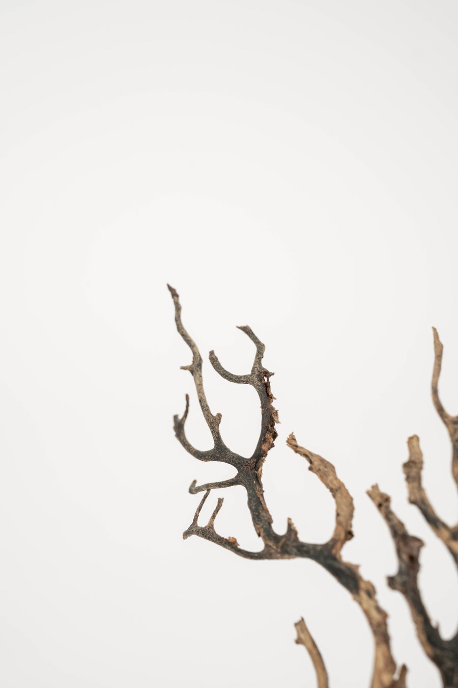 Black Coral Sea Fan Sculpture~ Napoleon III Bronze Doré Fragment