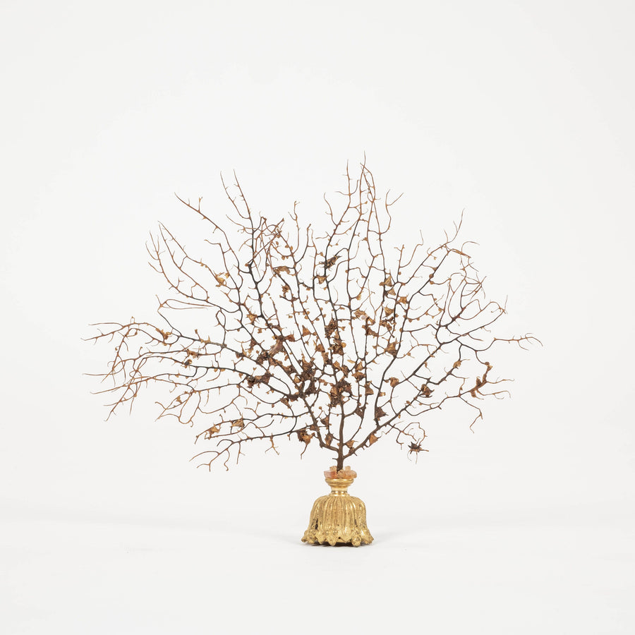 Black Coral Sea Fan Sculpture~ Napoleon III Bronze Doré Fragment