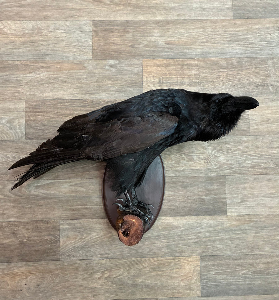 Raven Bird Taxidermy