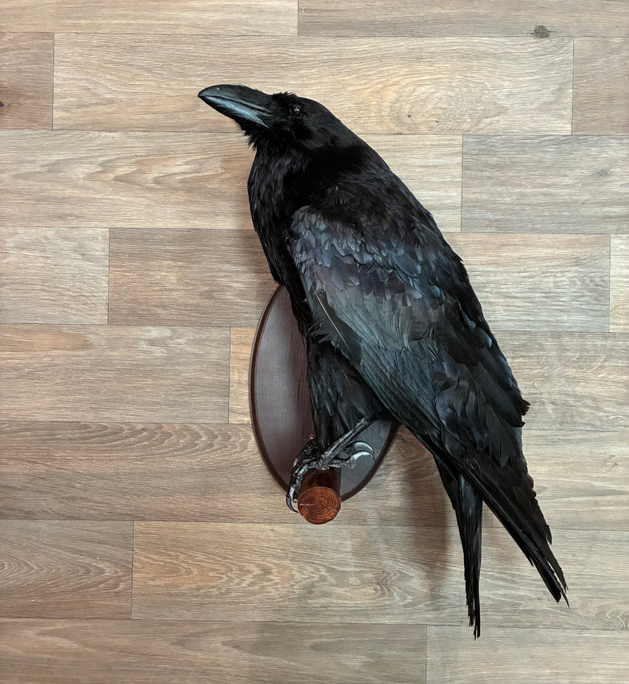 Raven Bird Taxidermy