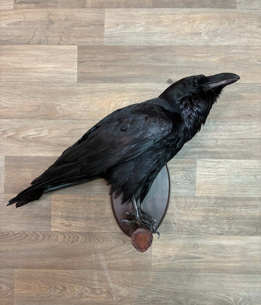 Raven Bird Taxidermy