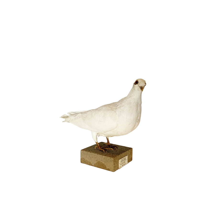White Dove Taxidermy