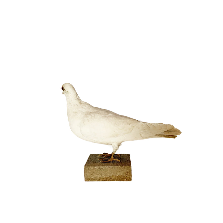 White Dove Taxidermy
