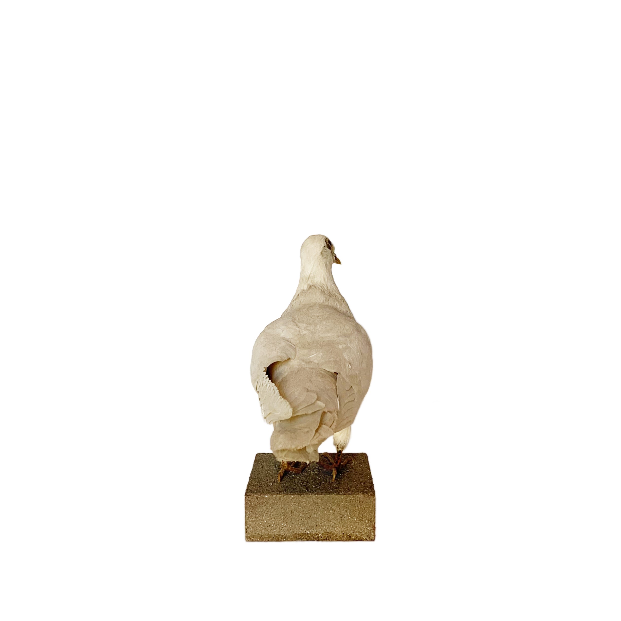 White Dove Taxidermy – Moxie Interiors