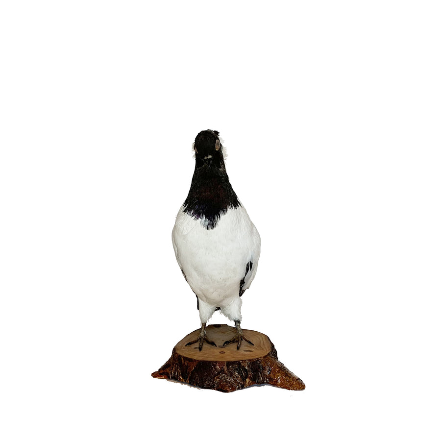 Black & White Pigeon On Wood Slice