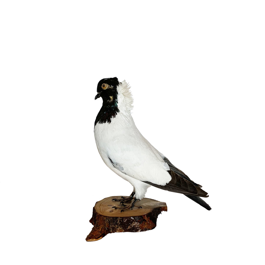 Black & White Pigeon On Wood Slice