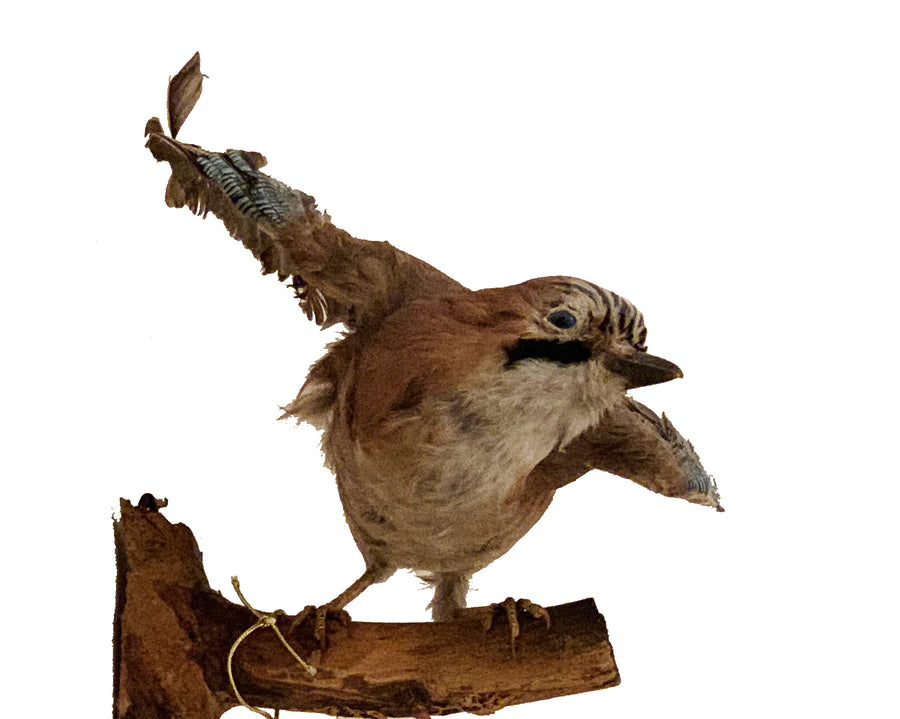 Jay Bird Taxidermy
