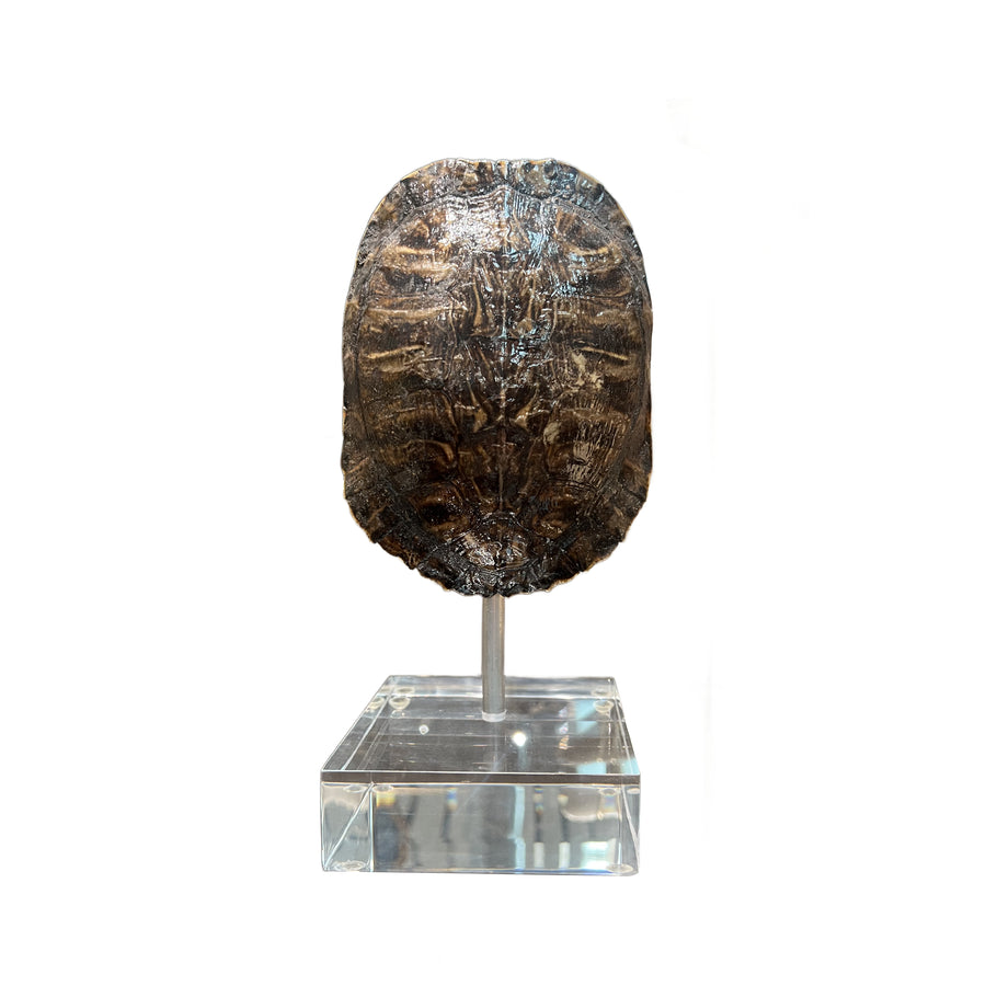 Medium Tortoise Shell on Lucite