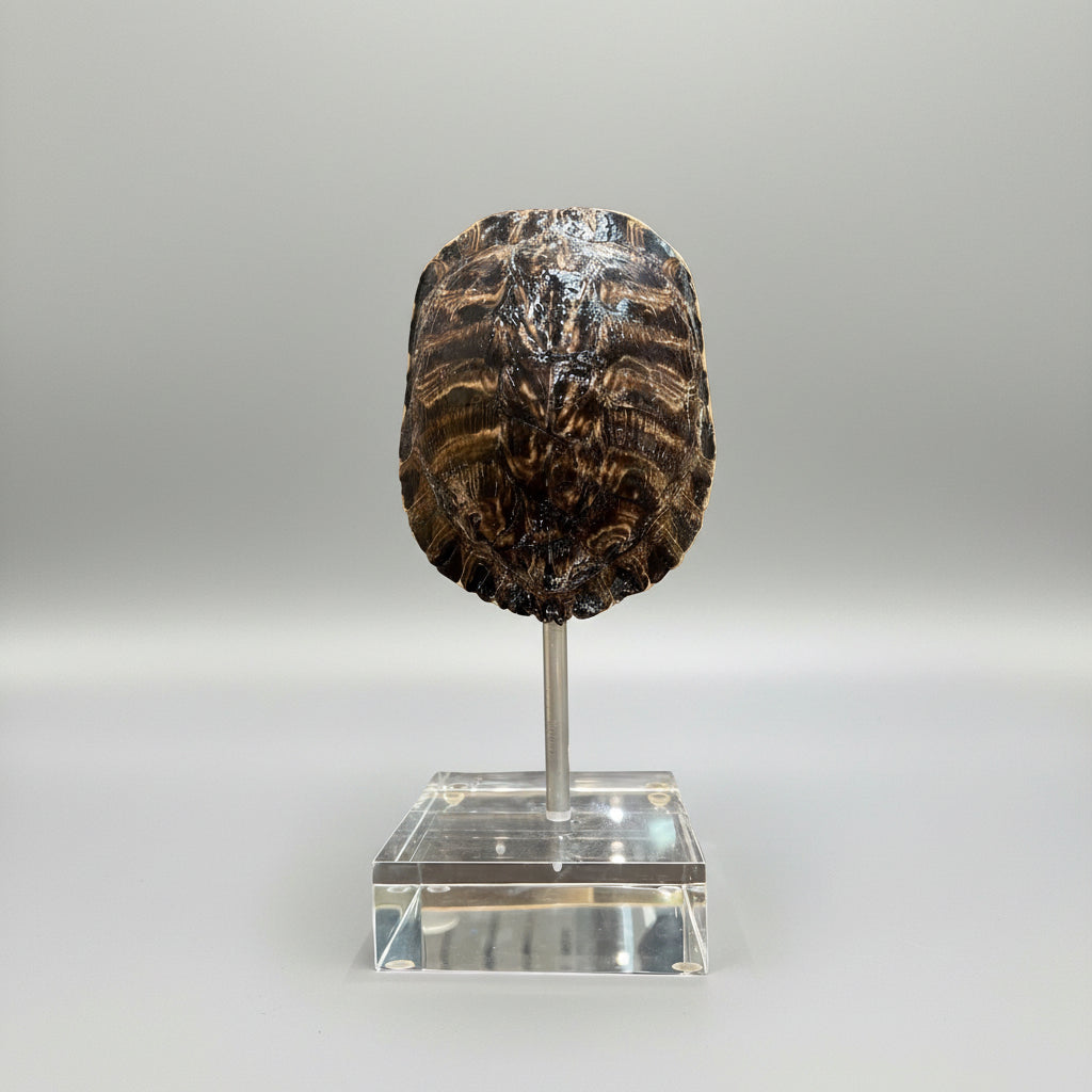 Medium Tortoise Shell on Lucite – Moxie Interiors