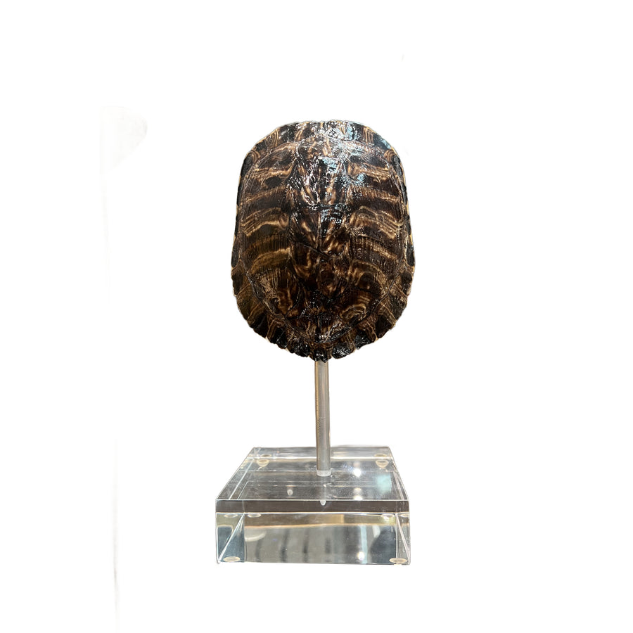 Medium Tortoise Shell on Lucite