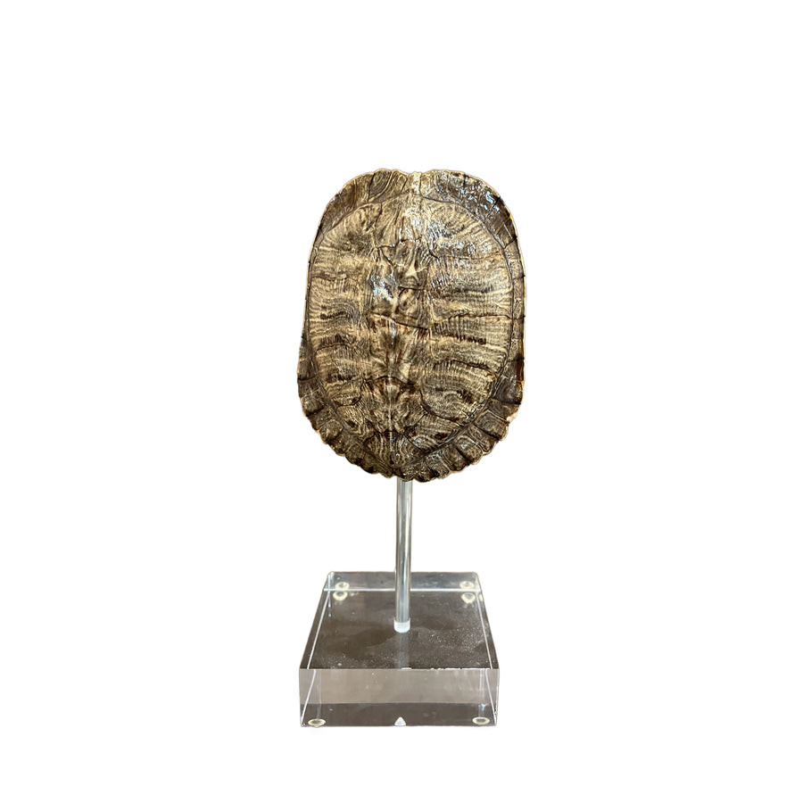 Medium Tortoise Shell on Lucite