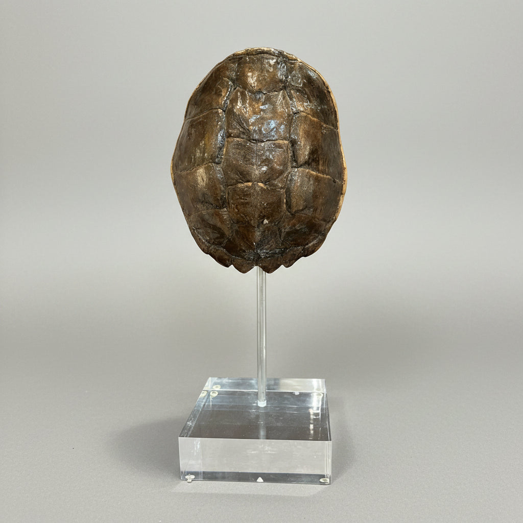 Large Tortoise Shell on Lucite – Moxie Interiors