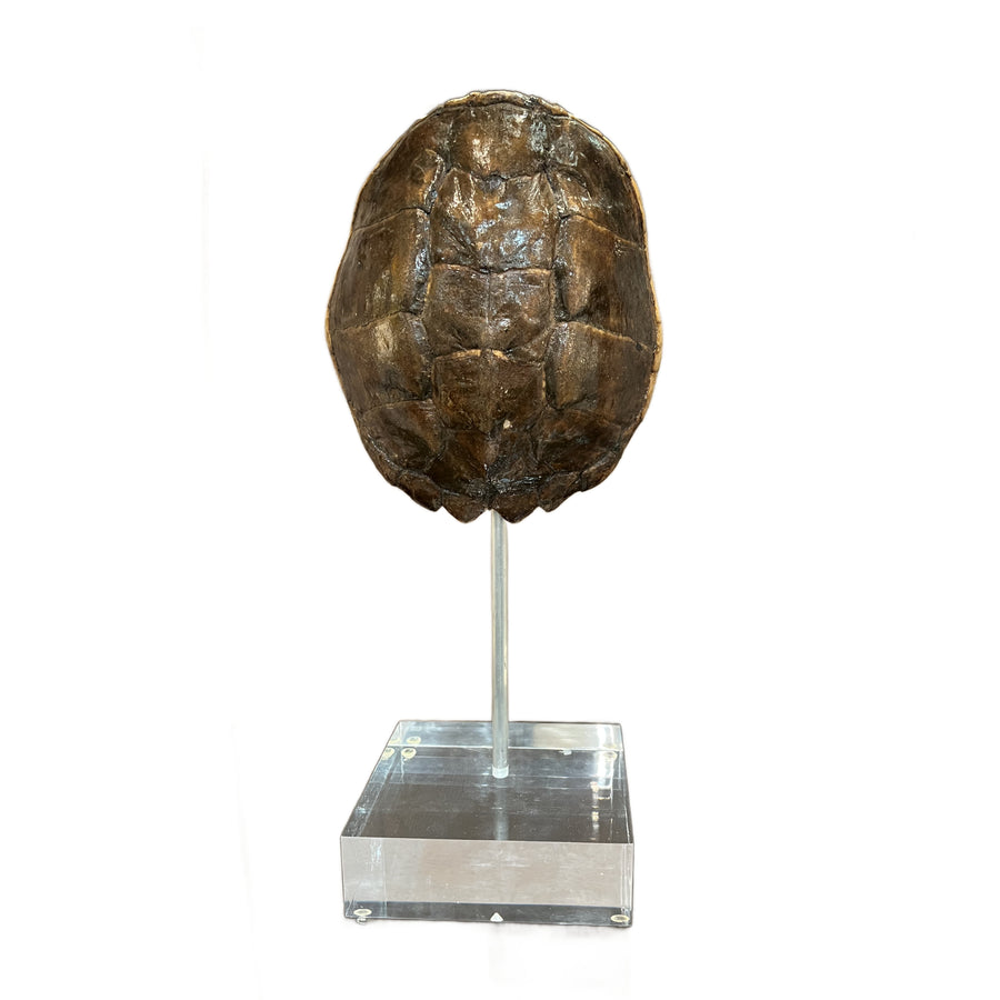 Large Tortoise Shell on Lucite
