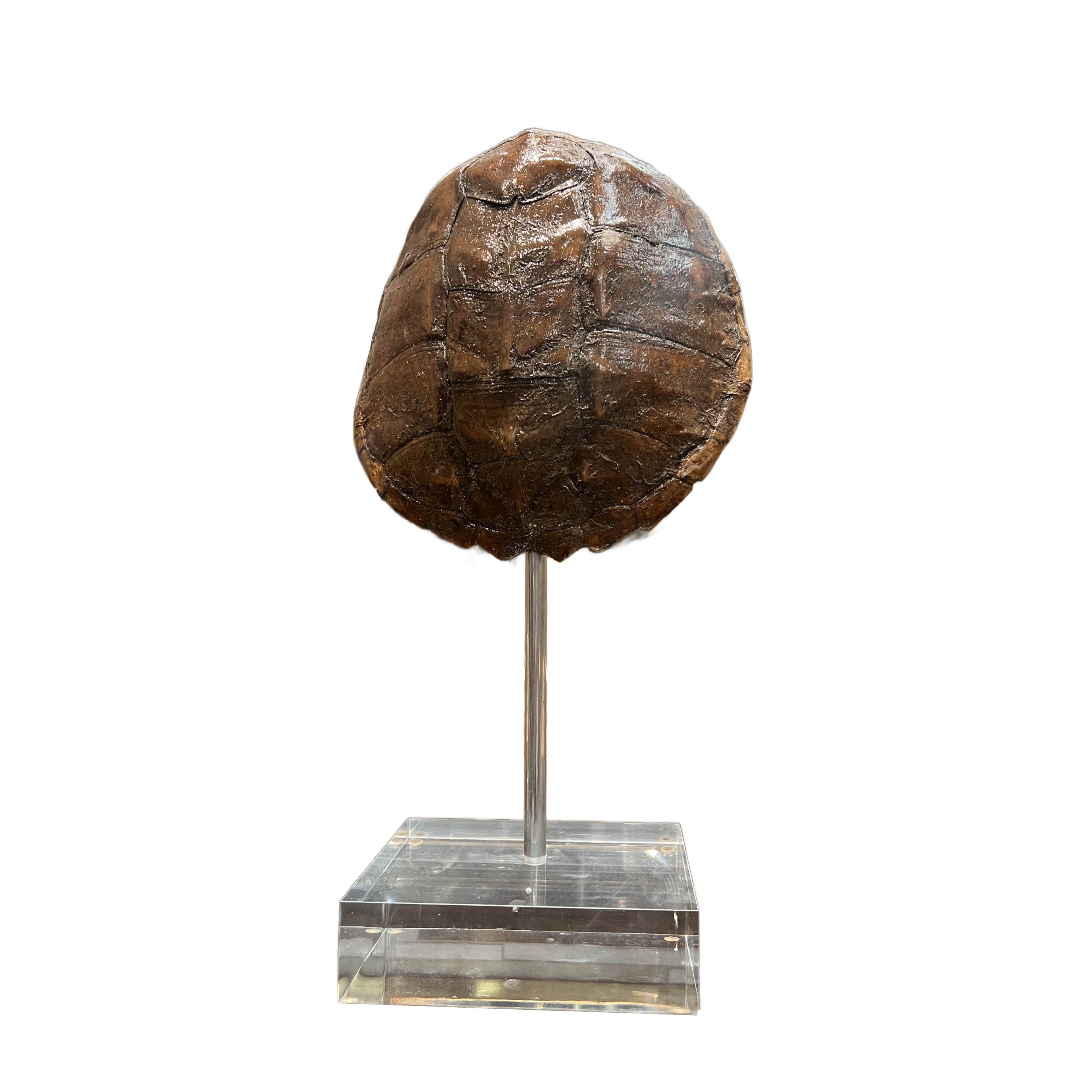 Large Tortoise Shell on Lucite – Moxie Interiors