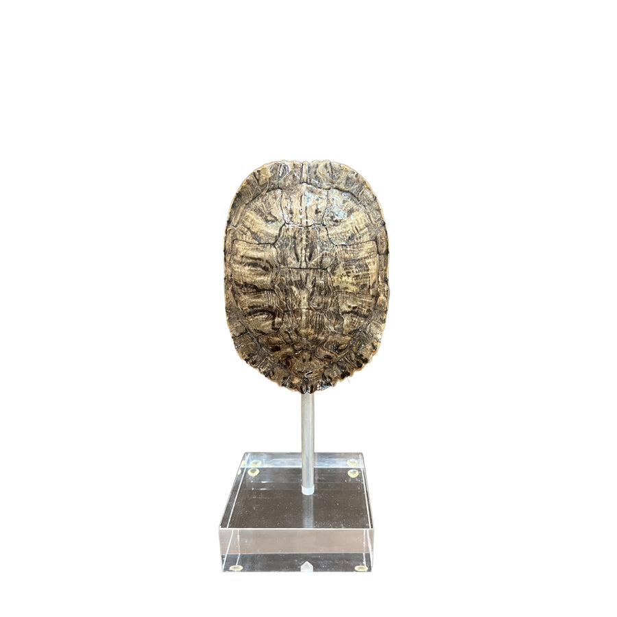 Small Tortoise Shell on Lucite