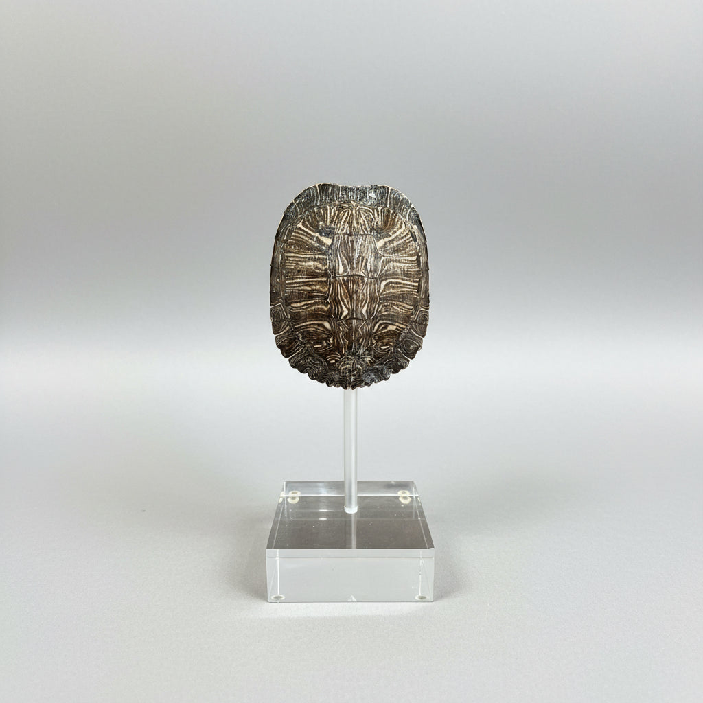 Small Tortoise Shell on Lucite – Moxie Interiors