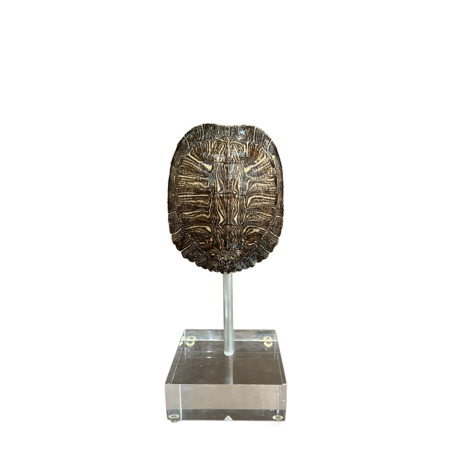 Small Tortoise Shell on Lucite