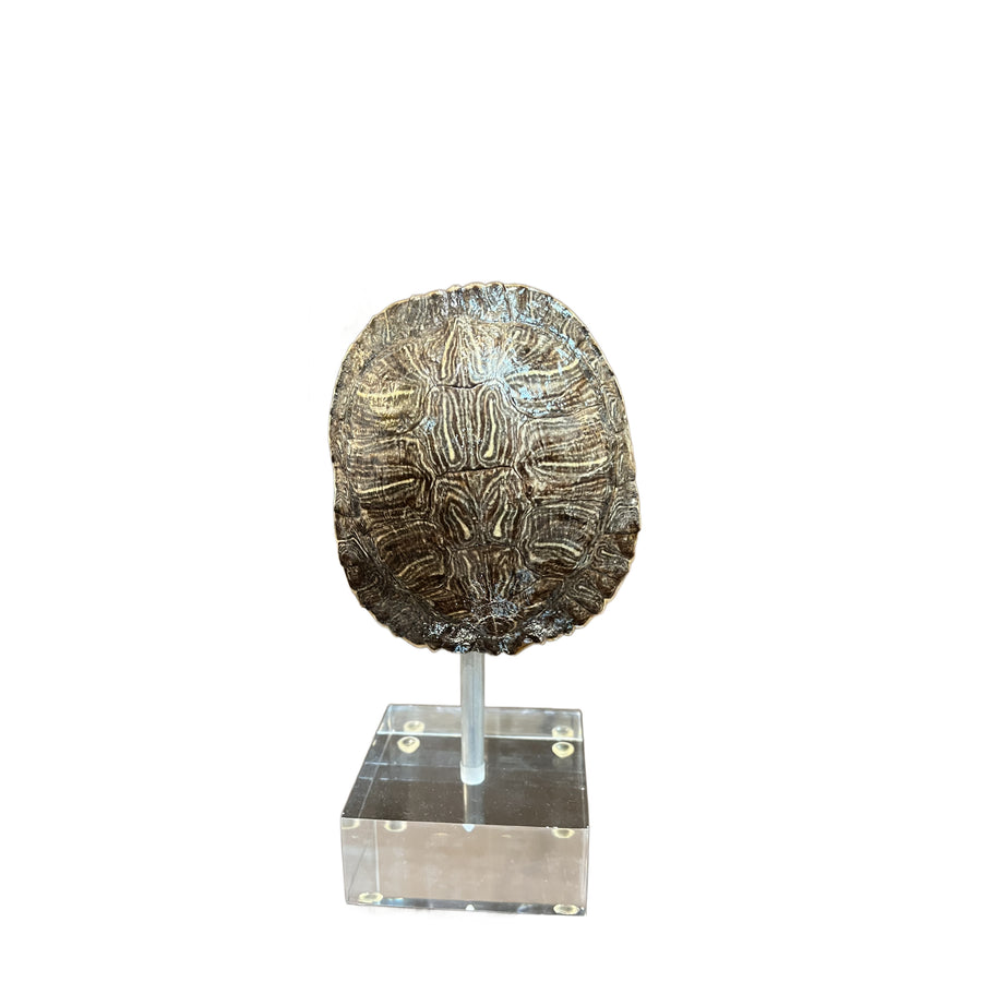 Small Tortoise Shell on Lucite