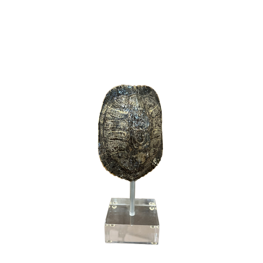Small Tortoise Shell on Lucite