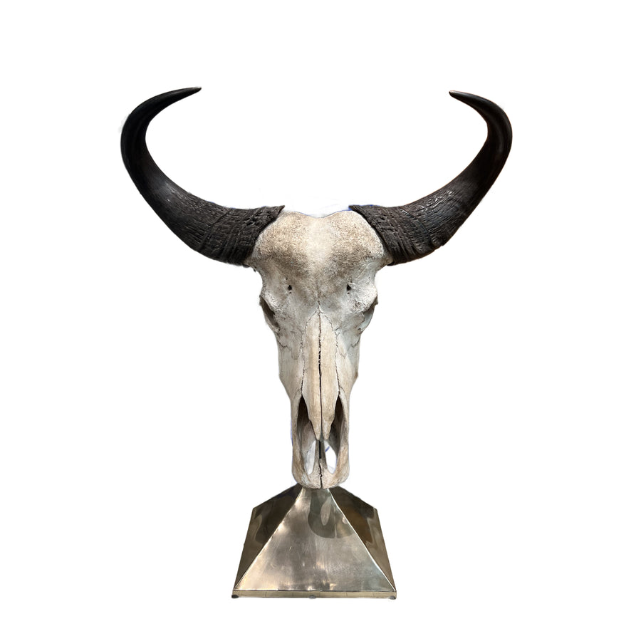 Taxidermy Study of Wildebeast Horn & Skull Mount by Anthony Redmile
