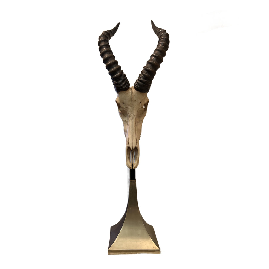 Taxidermy Study of an African Impala Horn & Skull Mount by Anthony Redmile