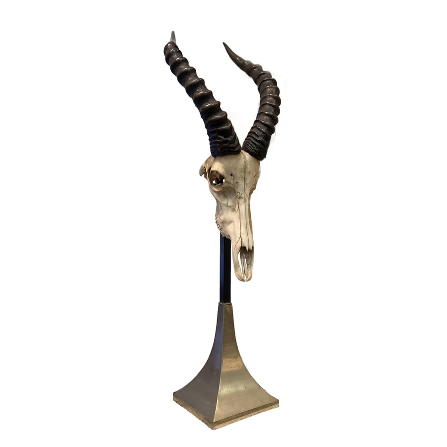 Taxidermy Study of an African Impala Horn & Skull Mount by Anthony Redmile