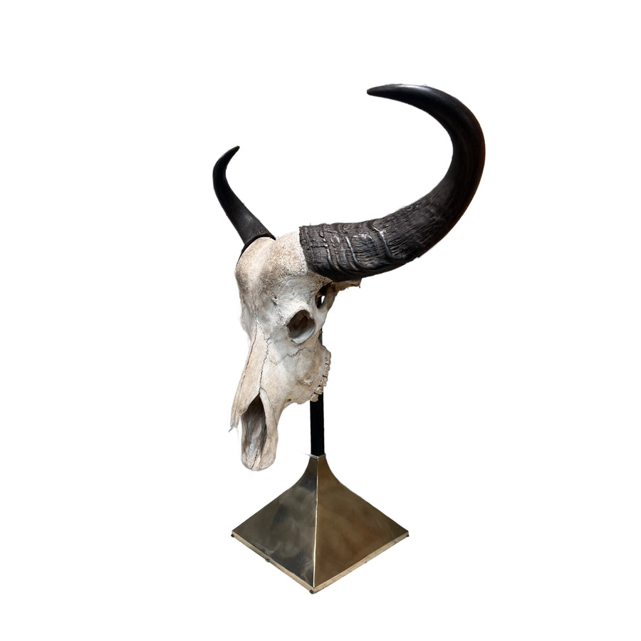 Taxidermy Study of Wildebeast Horn & Skull Mount by Anthony Redmile